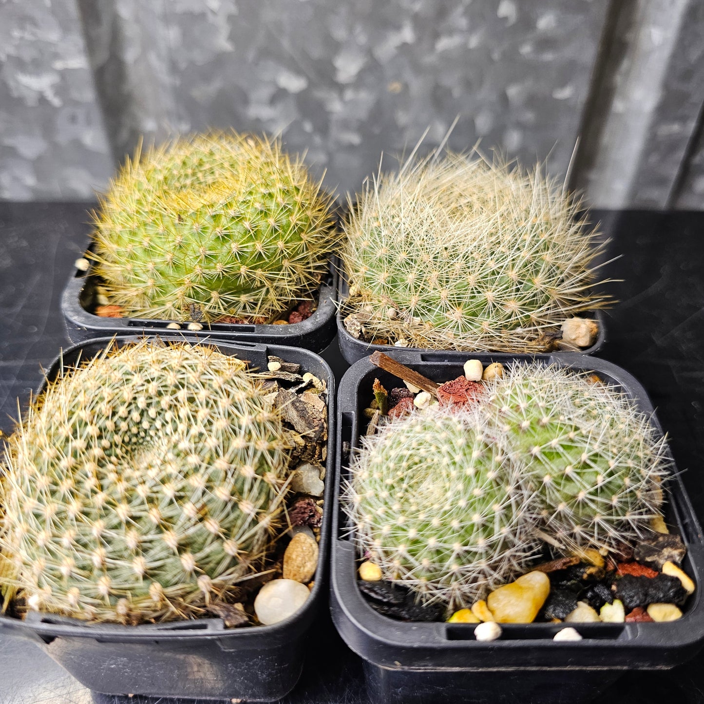 Cactus bundle – 4 plants (Rebutia)