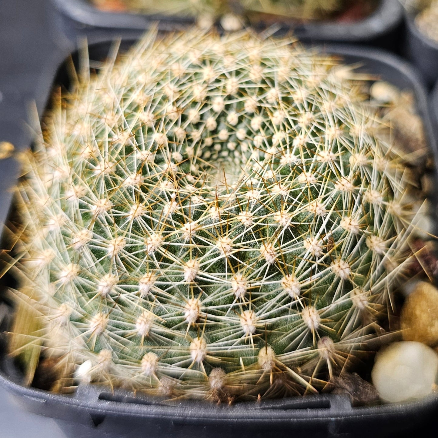Cactus bundle – 4 plants (Rebutia)