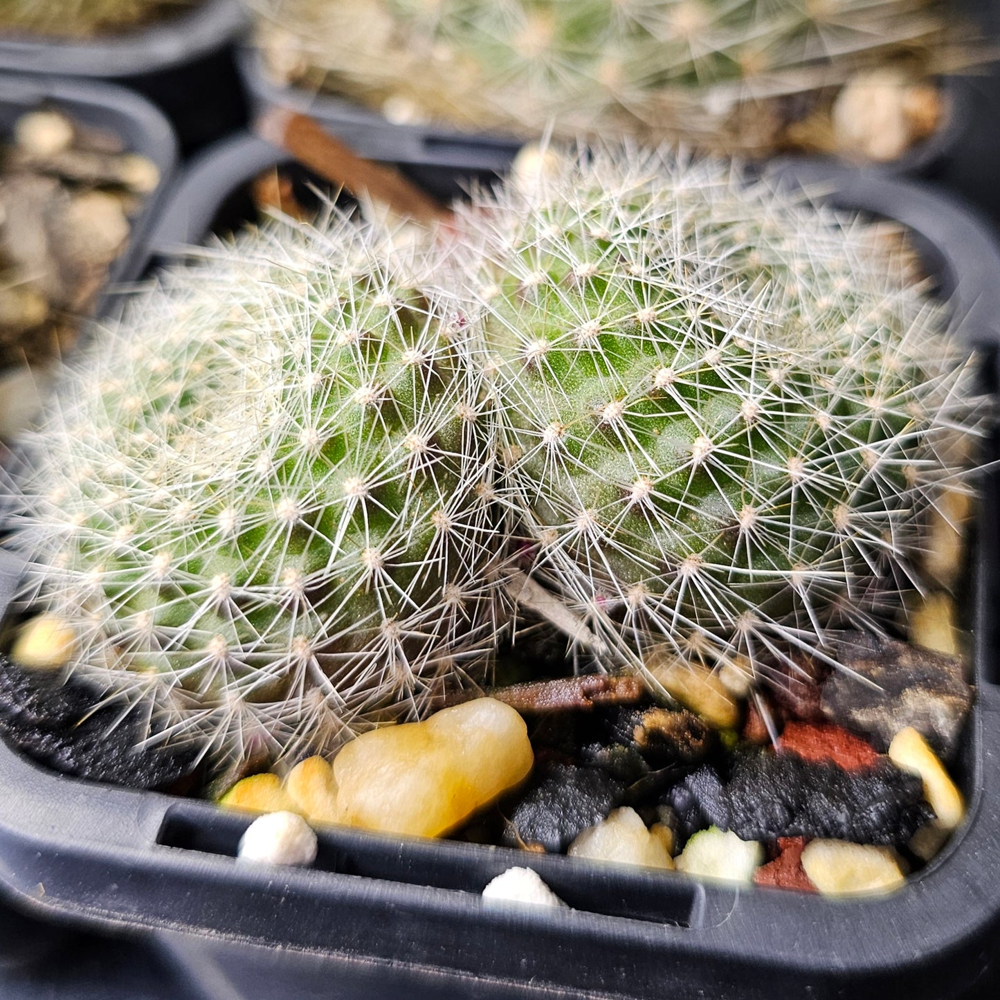 Cactus bundle – 4 plants (Rebutia)