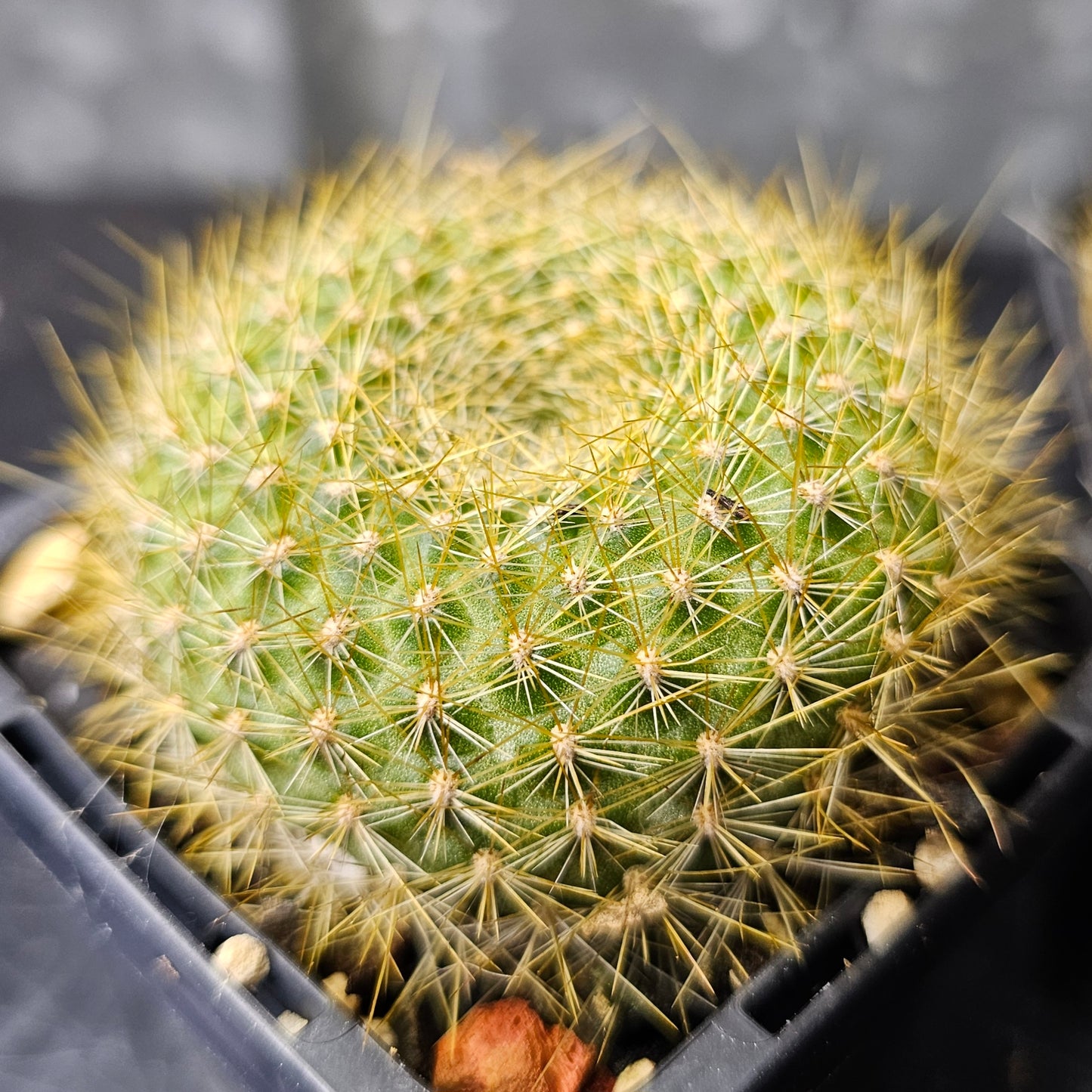 Cactus bundle – 4 plants (Rebutia)