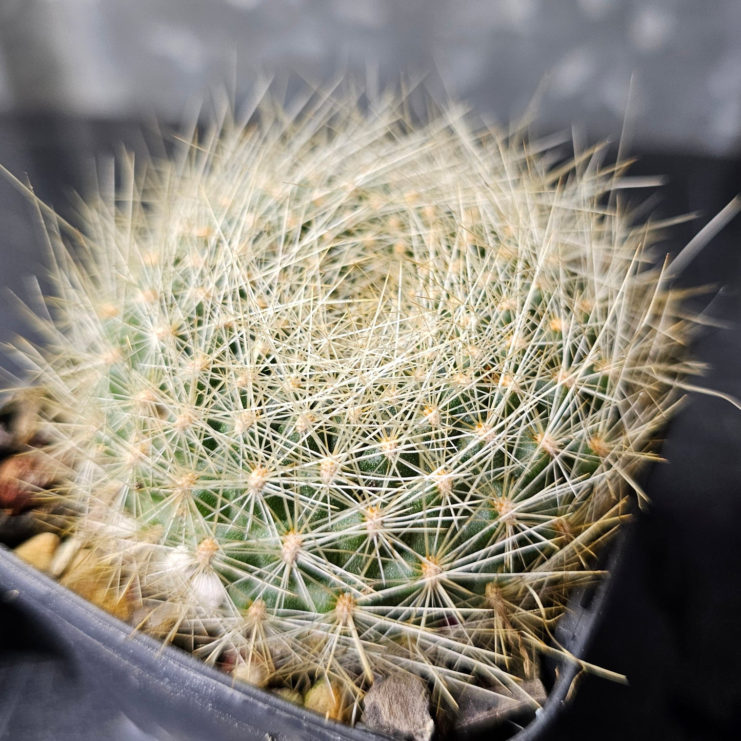 Cactus bundle – 4 plants (Rebutia)