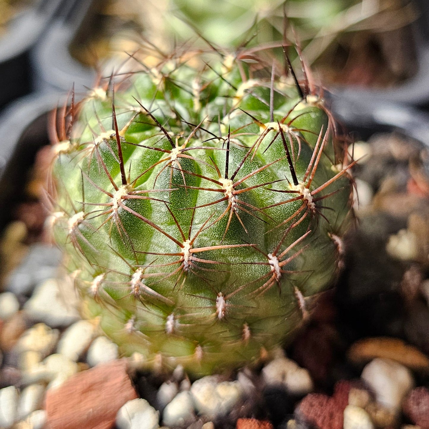 Cactus bundle – 4 plants (mixed genus)