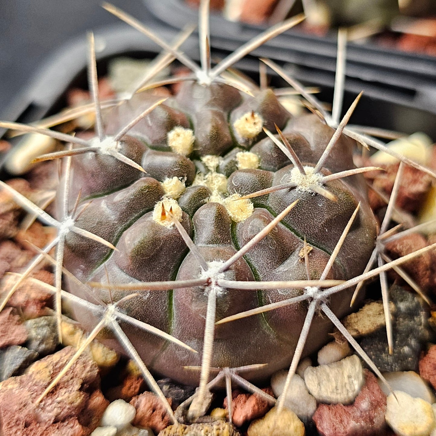 Cactus bundle - 4 plants (Gymnocalycium)