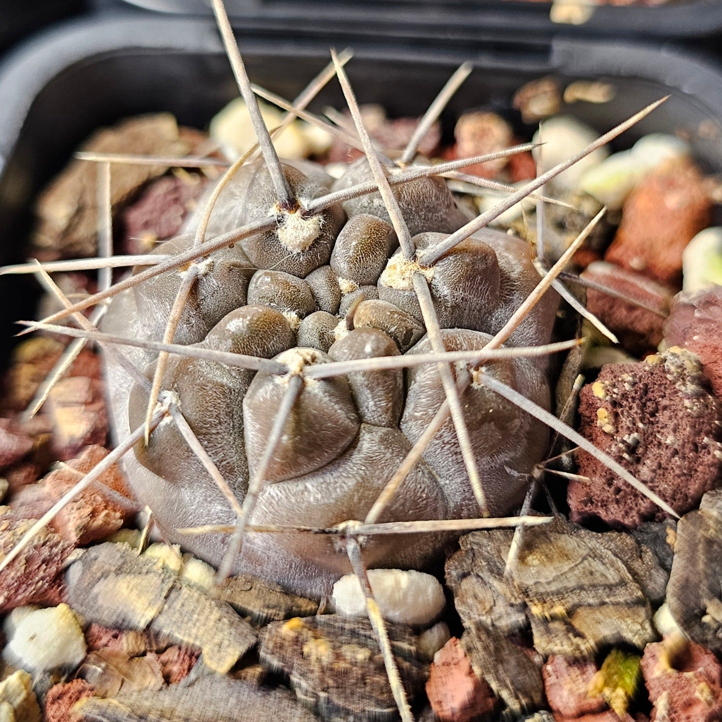 Cactus bundle - 4 plants (Gymnocalycium)
