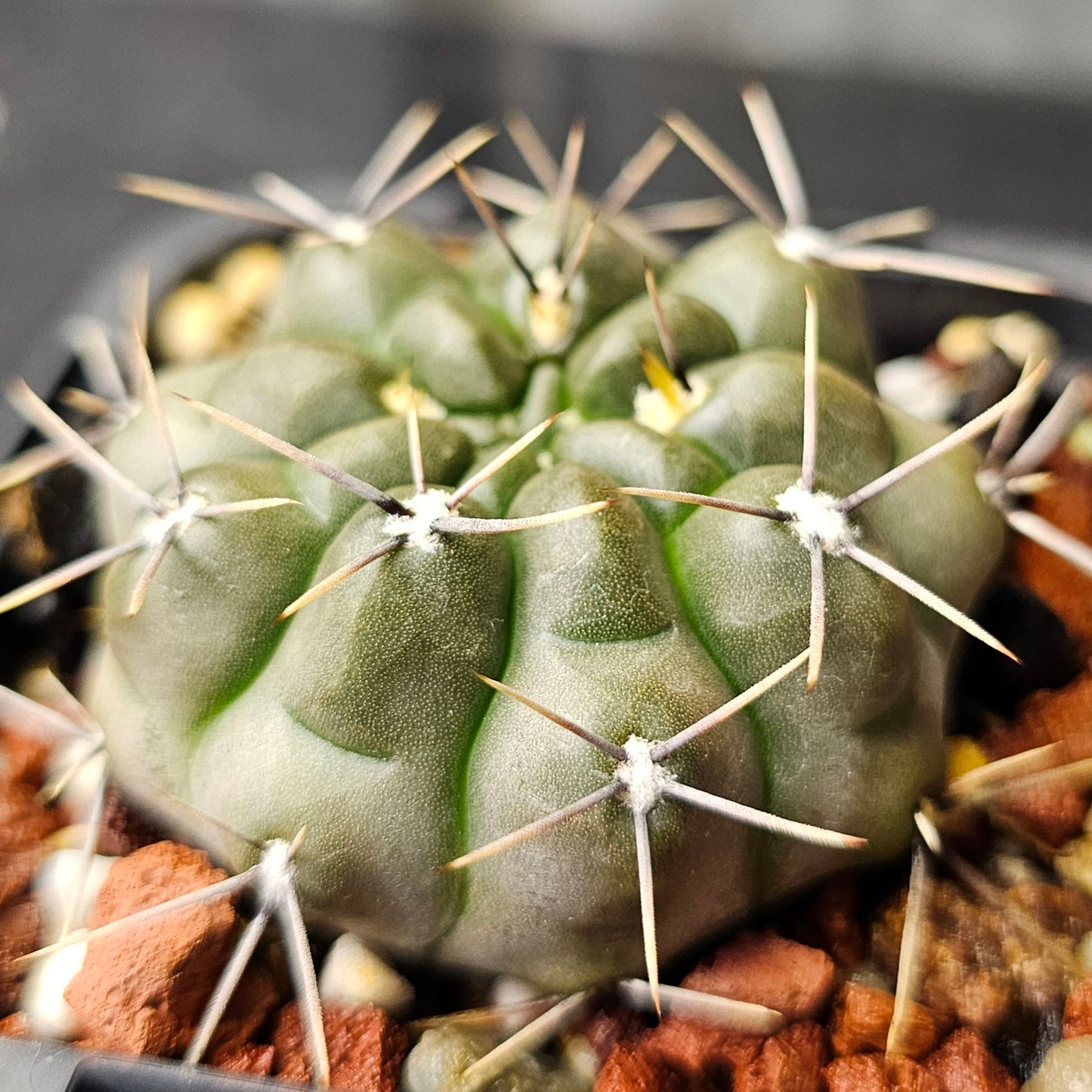 Cactus bundle - 4 plants (Gymnocalycium)