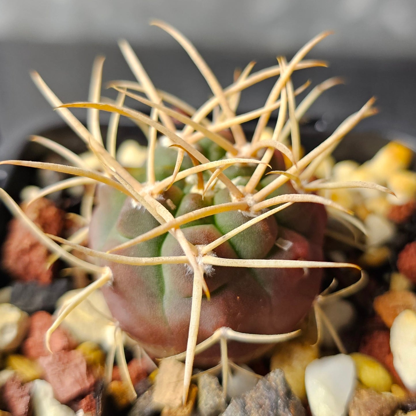 Cactus bundle - 4 plants (Gymnocalycium)