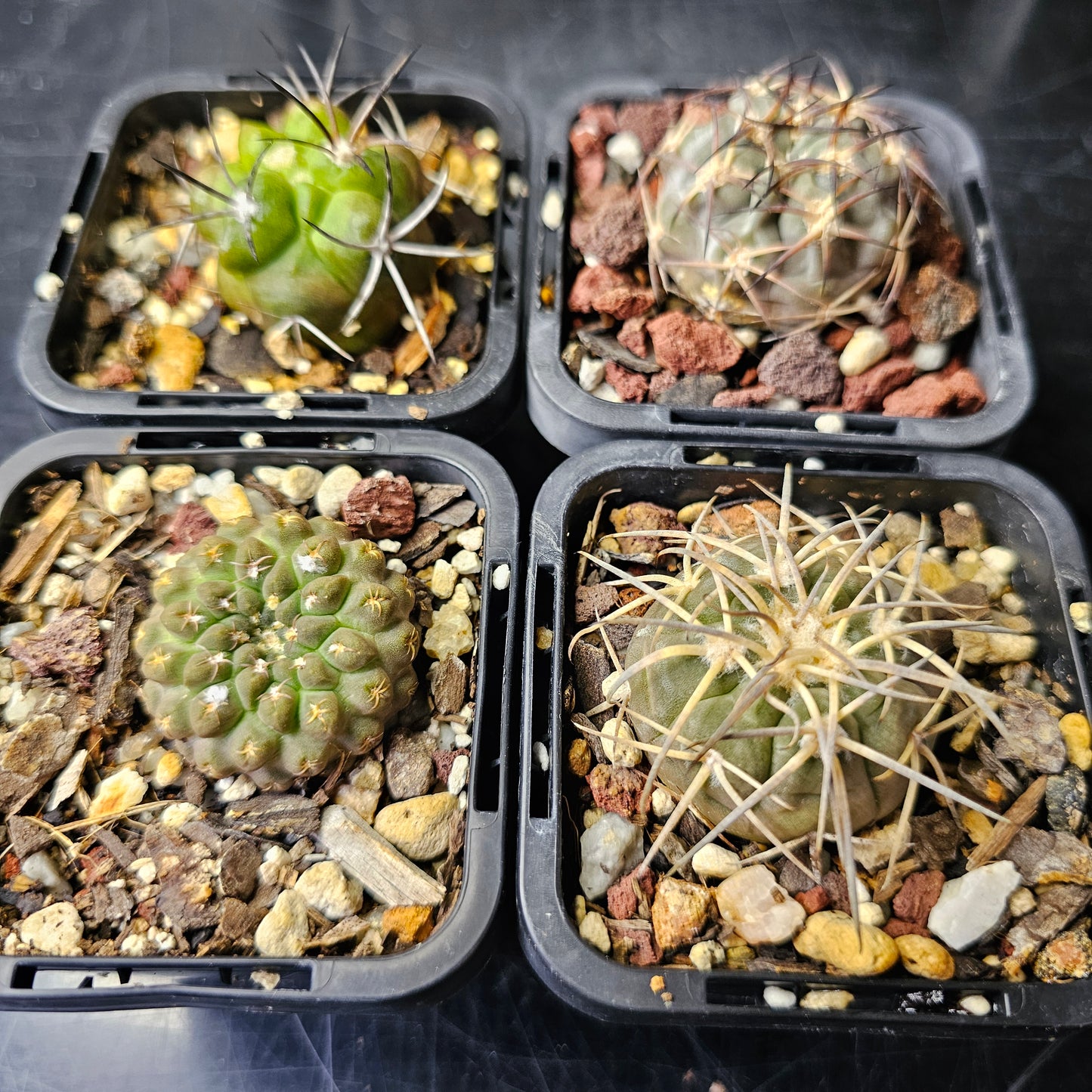Cactus bundle - 4 plants (Slow Growers Pack)