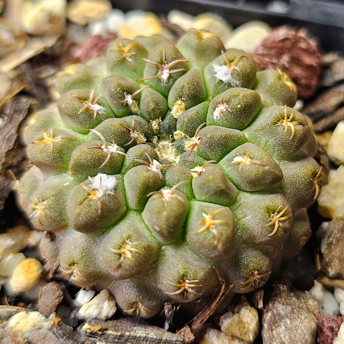 Cactus bundle - 4 plants (Slow Growers Pack)