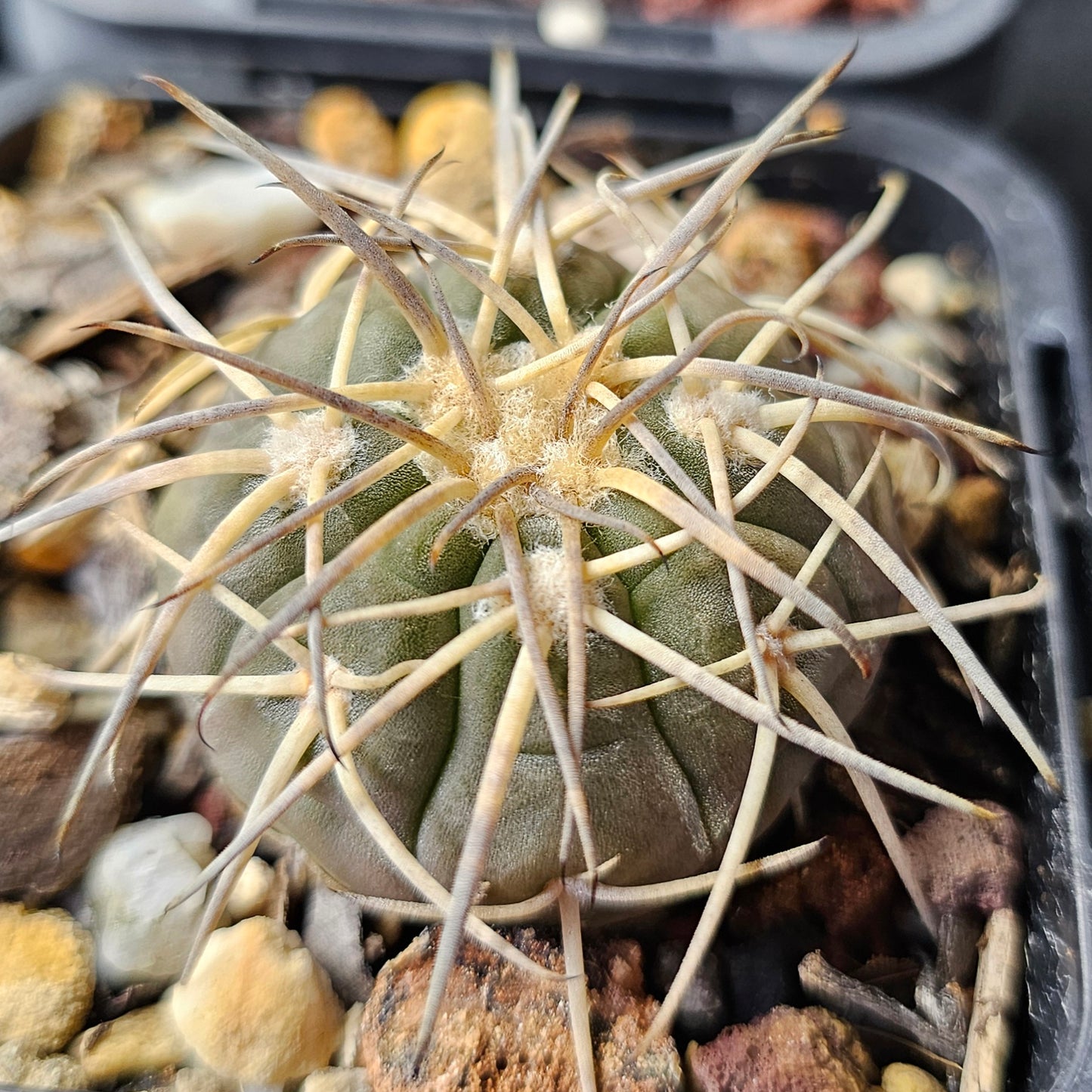 Cactus bundle - 4 plants (Slow Growers Pack)