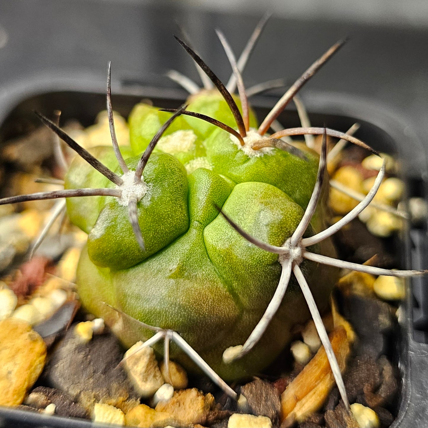 Cactus bundle - 4 plants (Slow Growers Pack)