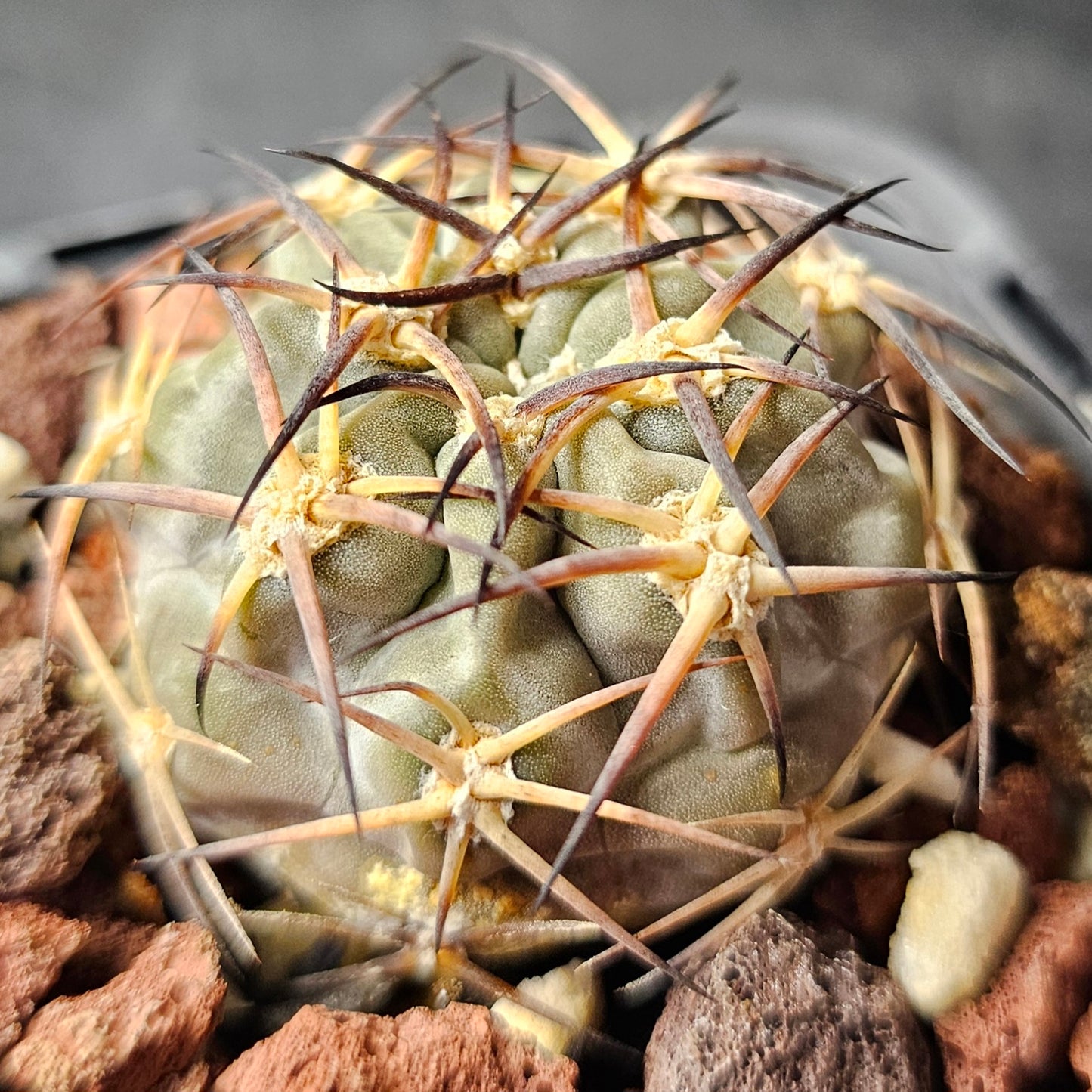 Cactus bundle - 4 plants (Slow Growers Pack)