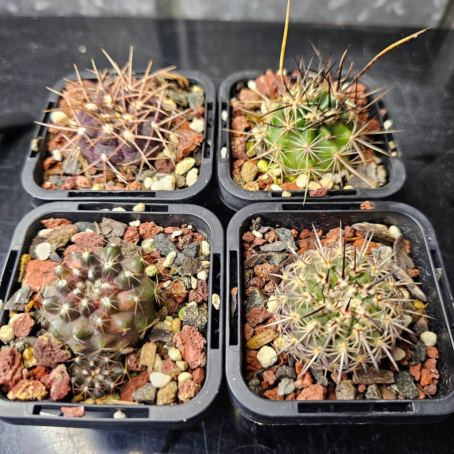 Cactus bundle - 4 plants (The Form Pack)