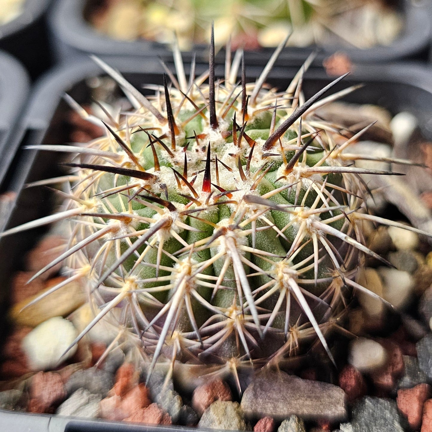Cactus bundle - 4 plants (The Form Pack)