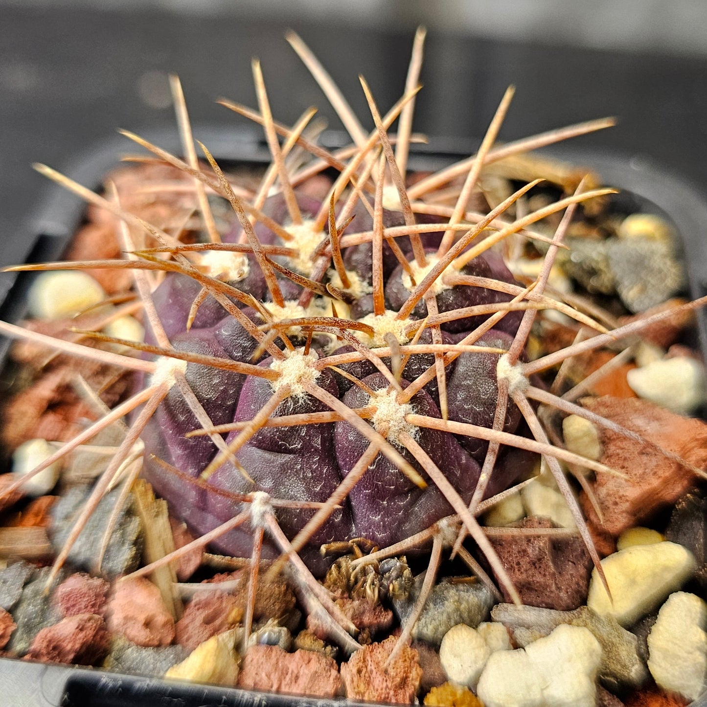 Cactus bundle - 4 plants (The Form Pack)