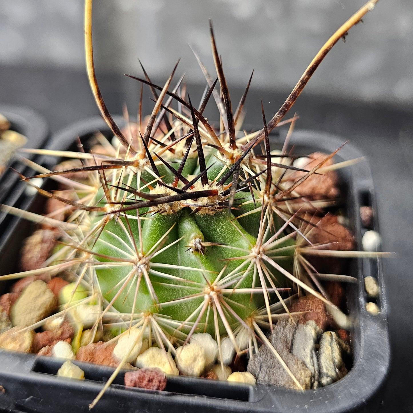 Cactus bundle - 4 plants (The Form Pack)