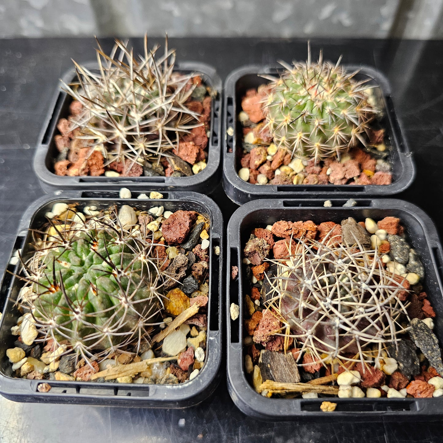 Cactus bundle - 4 plants (Eriosyce)