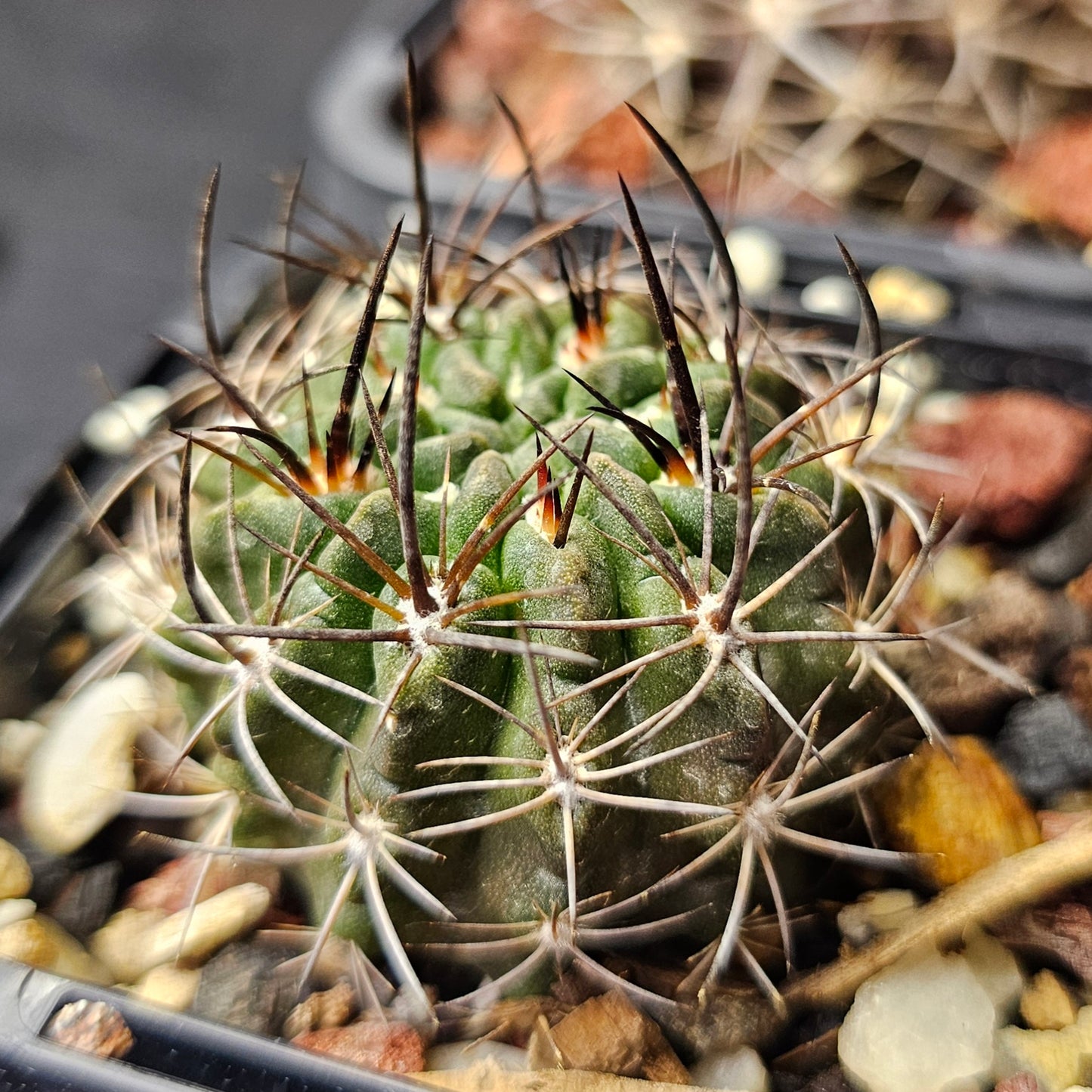 Cactus bundle - 4 plants (Eriosyce)