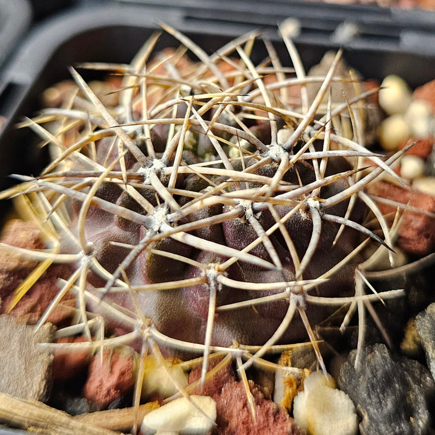 Cactus bundle - 4 plants (Eriosyce)