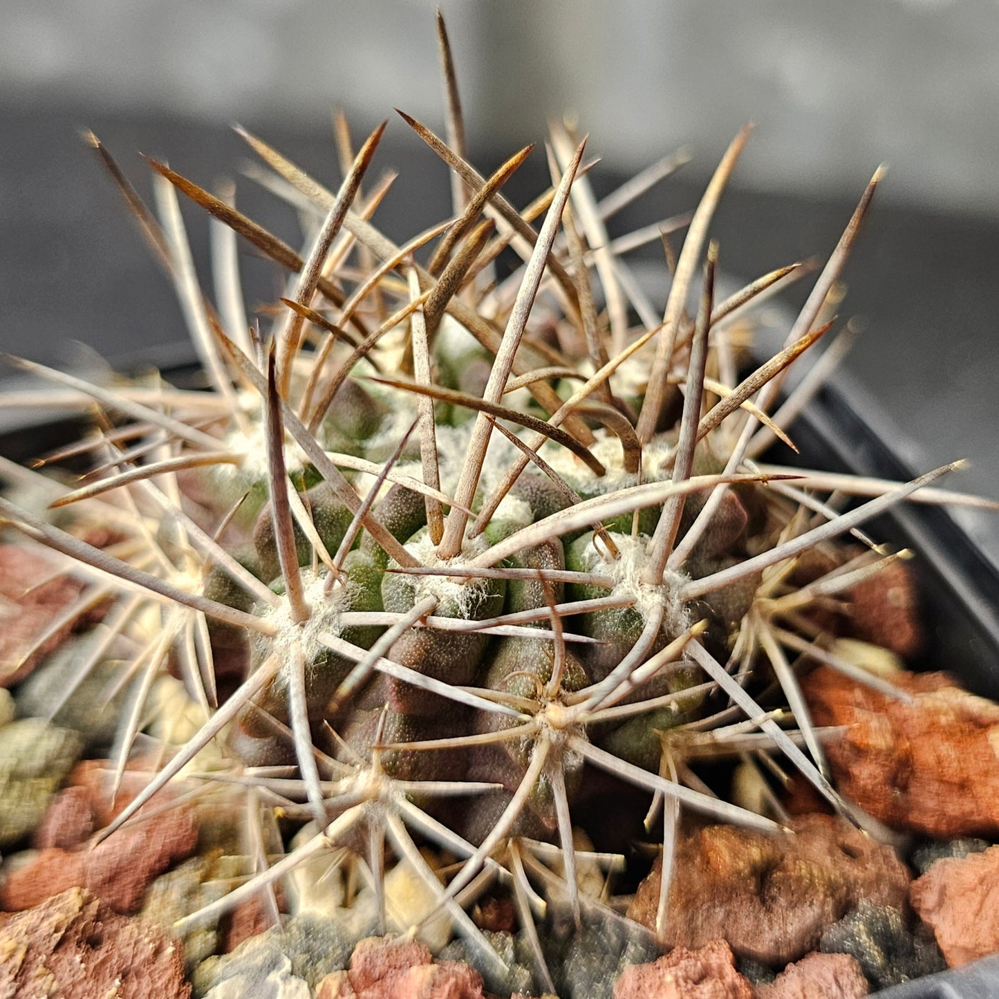 Cactus bundle - 4 plants (Eriosyce)