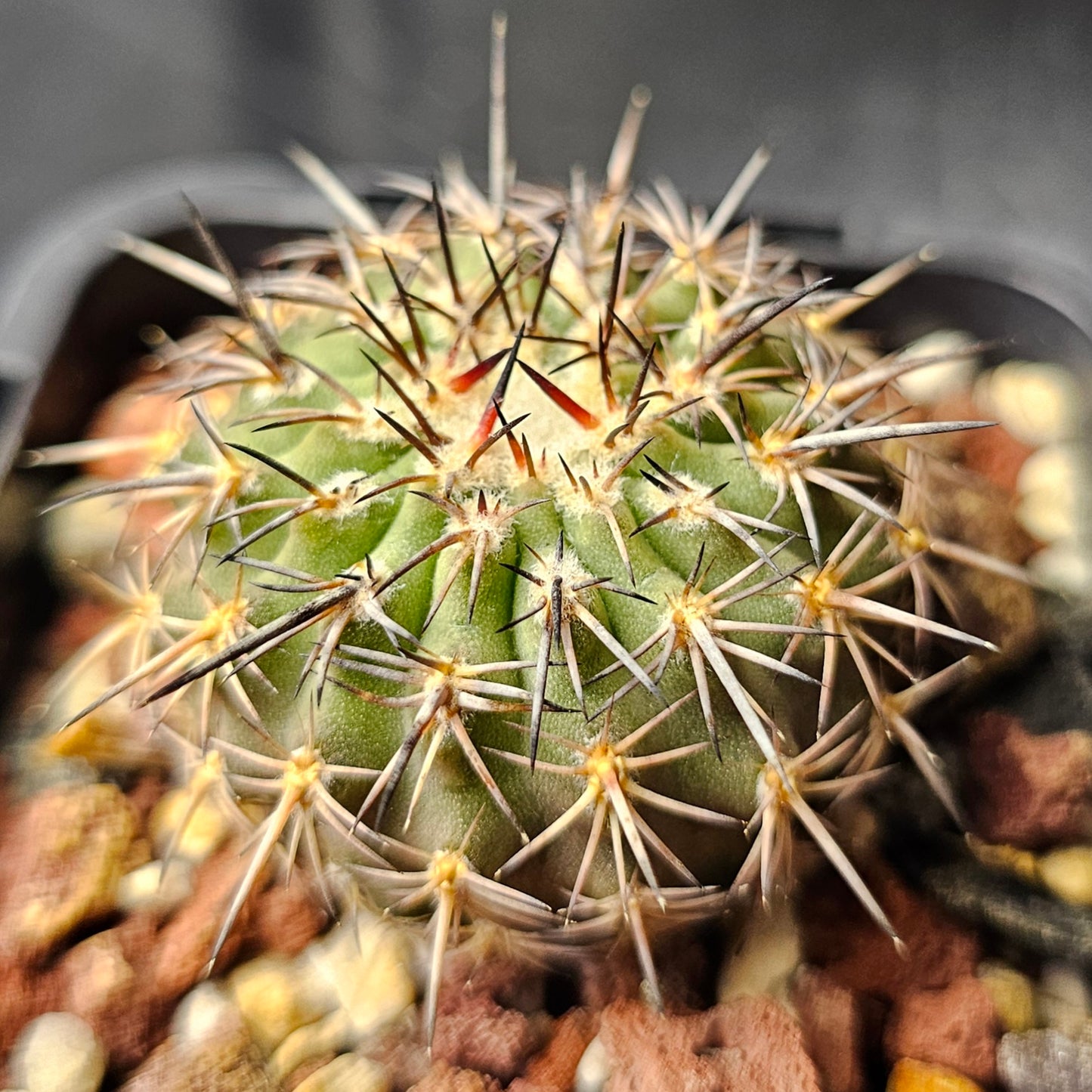 Cactus bundle - 4 plants (Eriosyce)