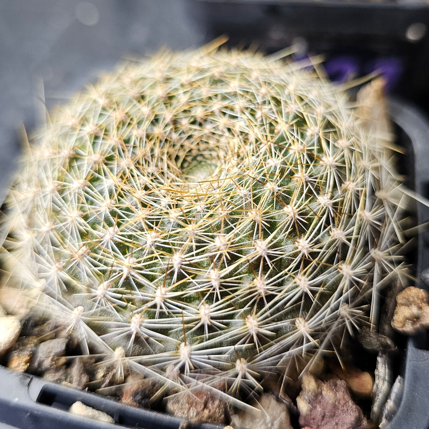 Cactus bundle - 4 plants (Easy Care Pack)