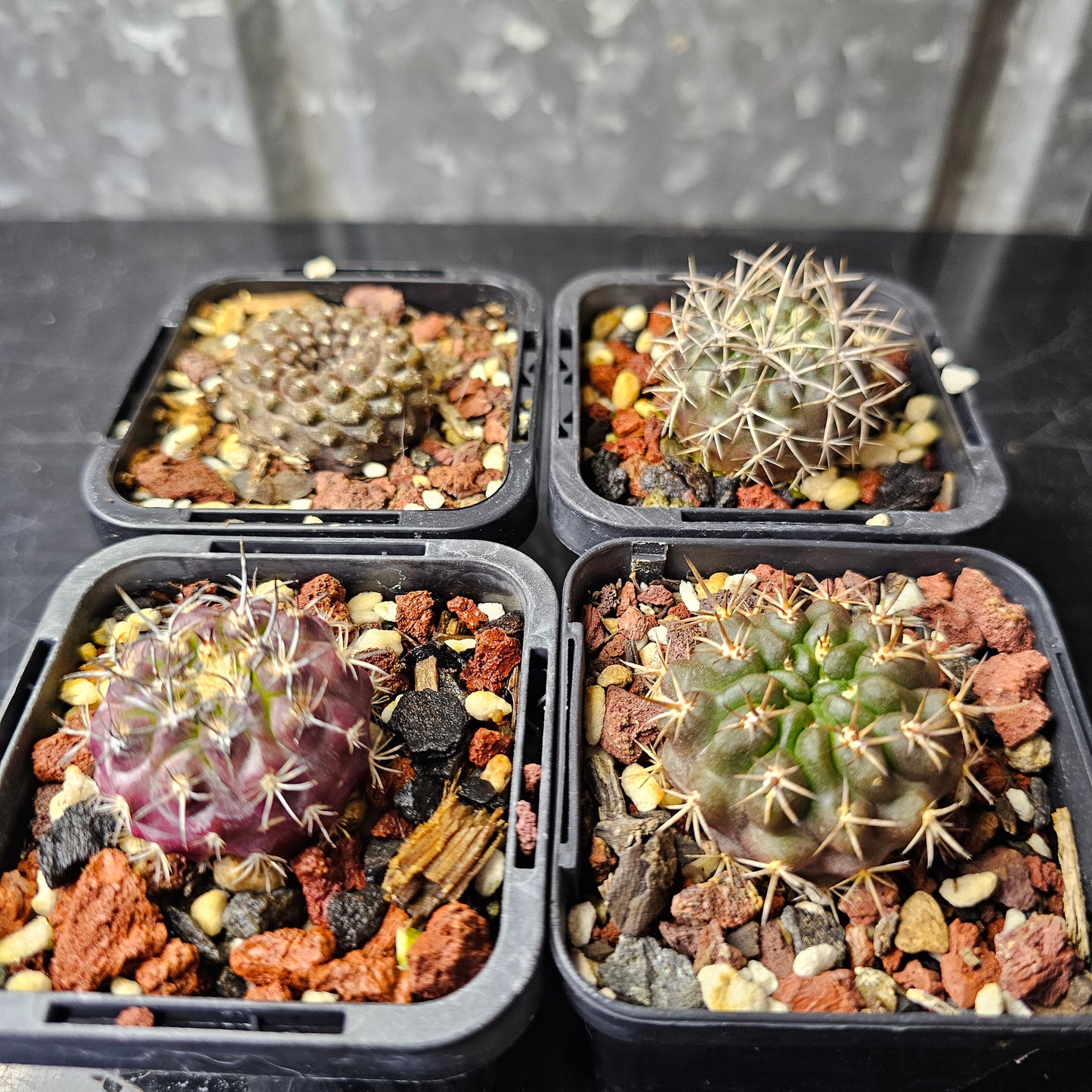 Cactus bundle - 4 plants (Eriosyce Premium)