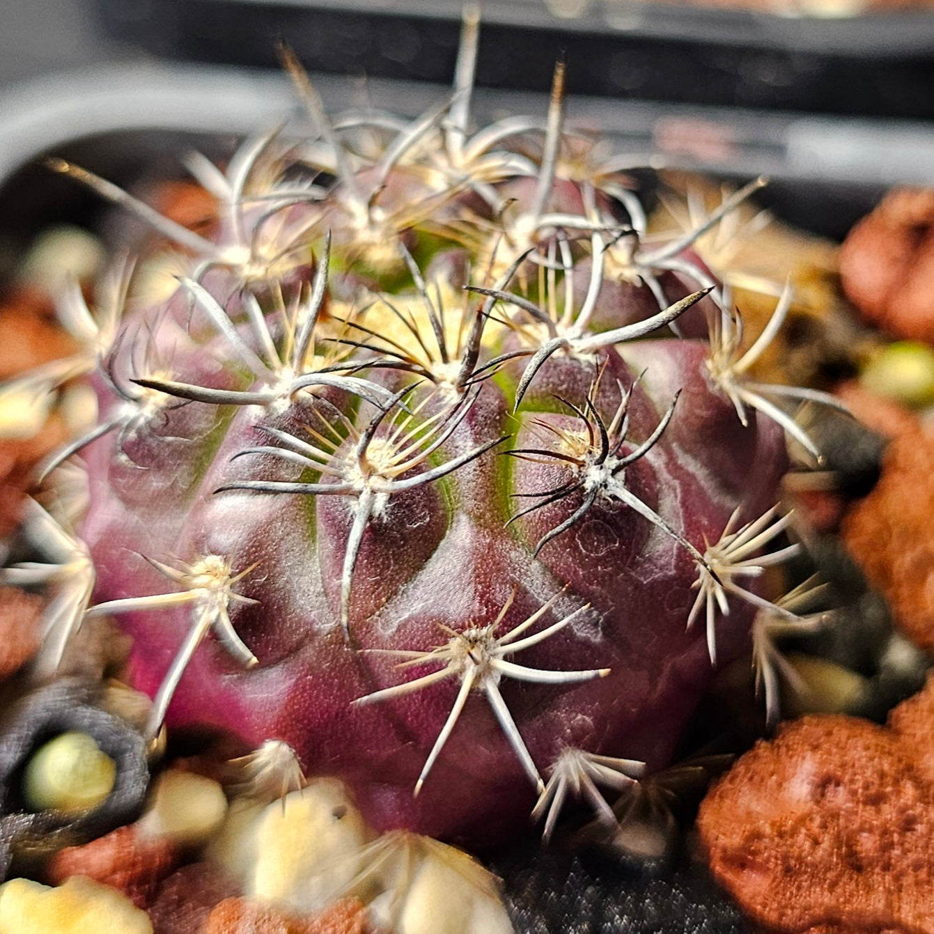 Cactus bundle - 4 plants (Eriosyce Premium)