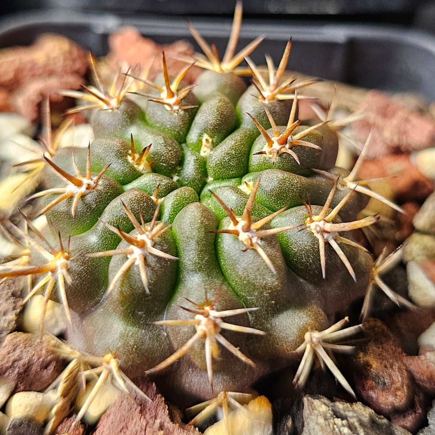 Cactus bundle - 4 plants (Eriosyce Premium)