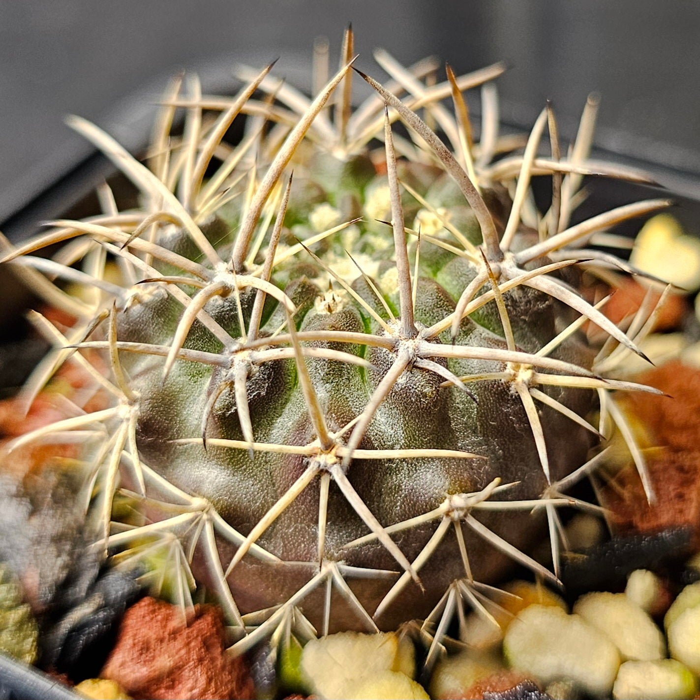 Cactus bundle - 4 plants (Eriosyce Premium)