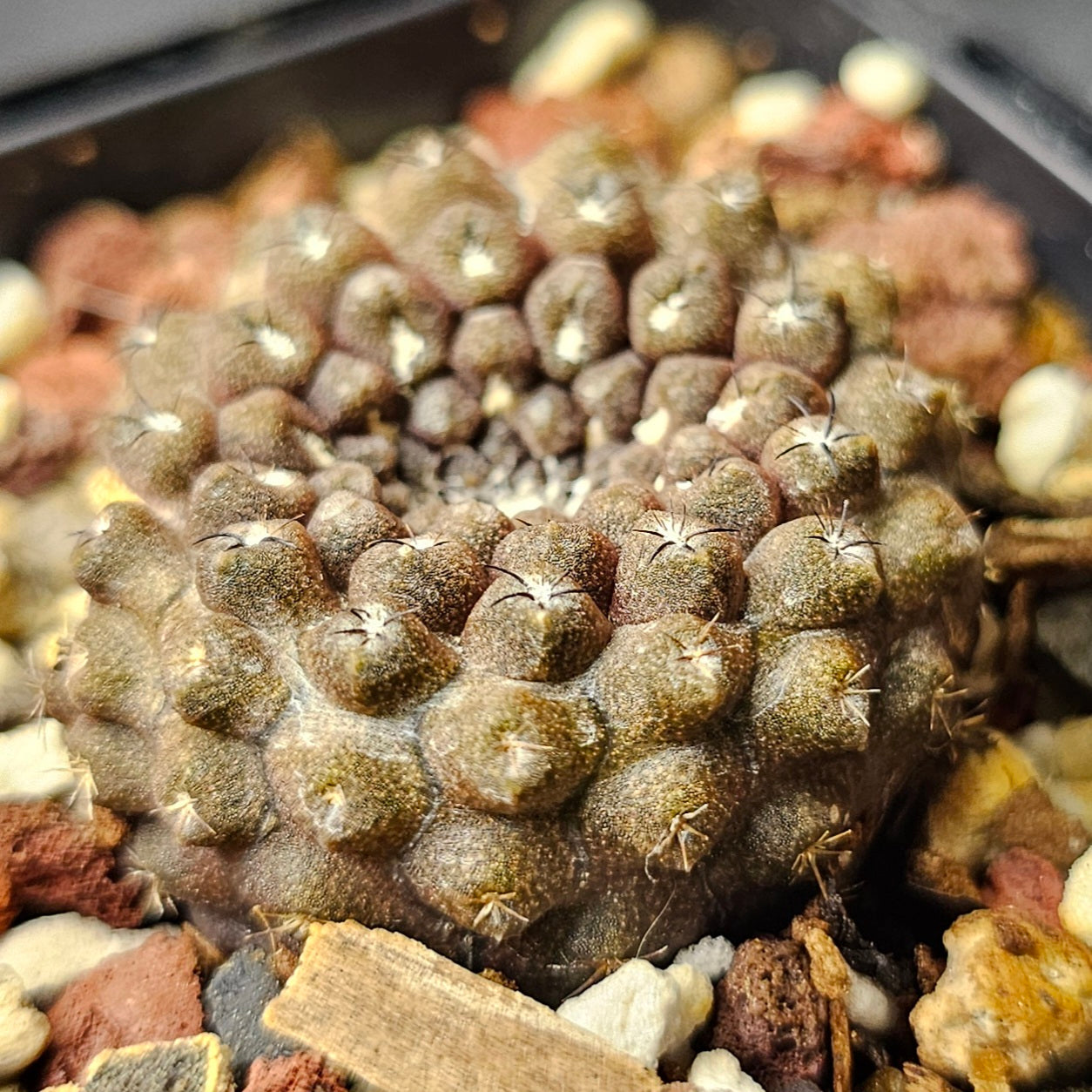 Cactus bundle - 4 plants (Eriosyce Premium)