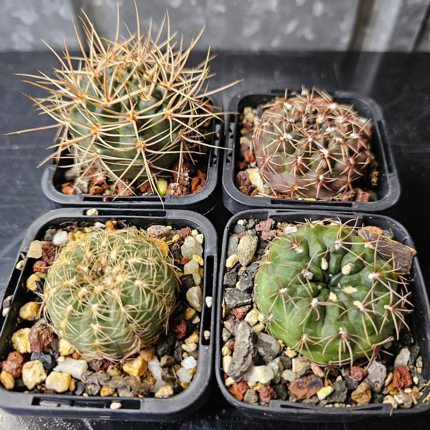 Cactus bundle - 4 plants (Gymnocalycium Rare)