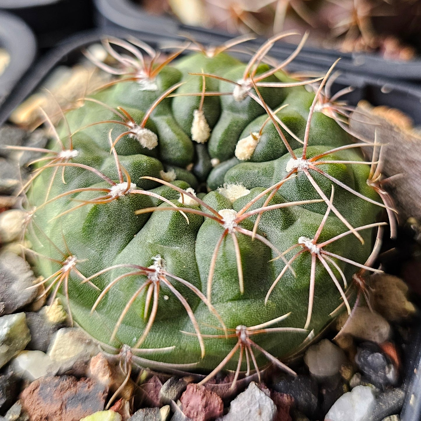 Cactus bundle - 4 plants (Gymnocalycium Rare)
