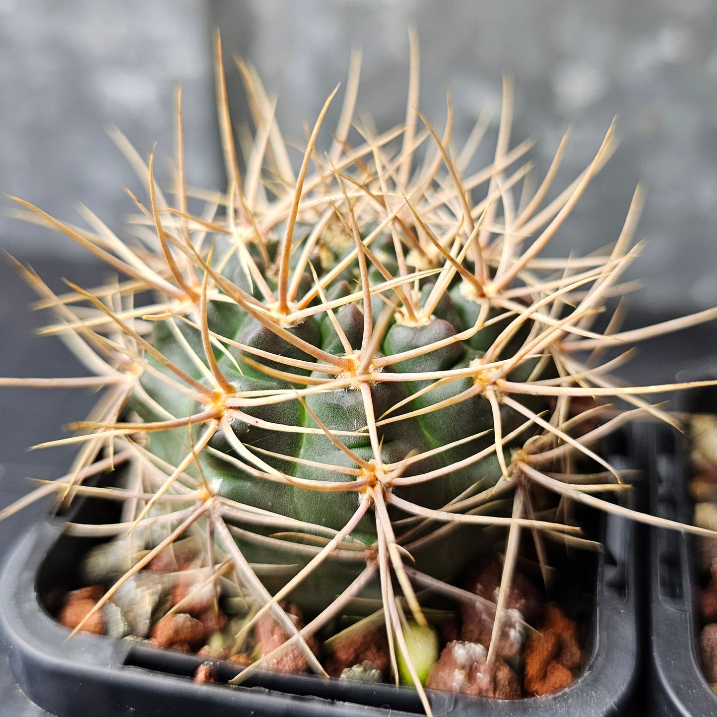 Cactus bundle - 4 plants (Gymnocalycium Rare)
