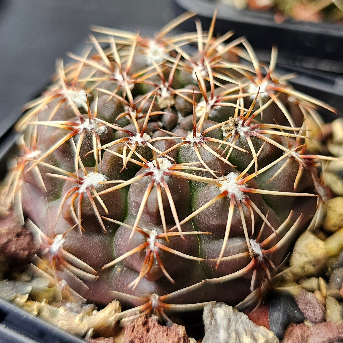 Cactus bundle - 4 plants (Gymnocalycium Rare)