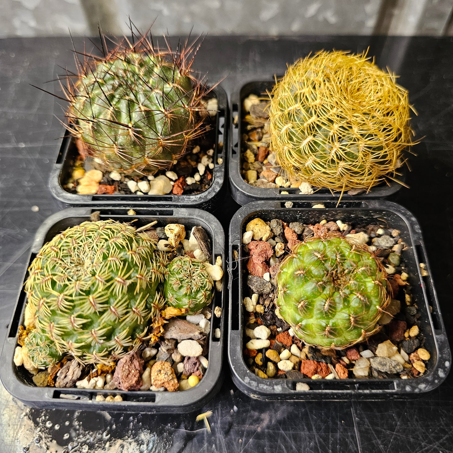Cactus bundle - 4 plants (Sulcorebutia)