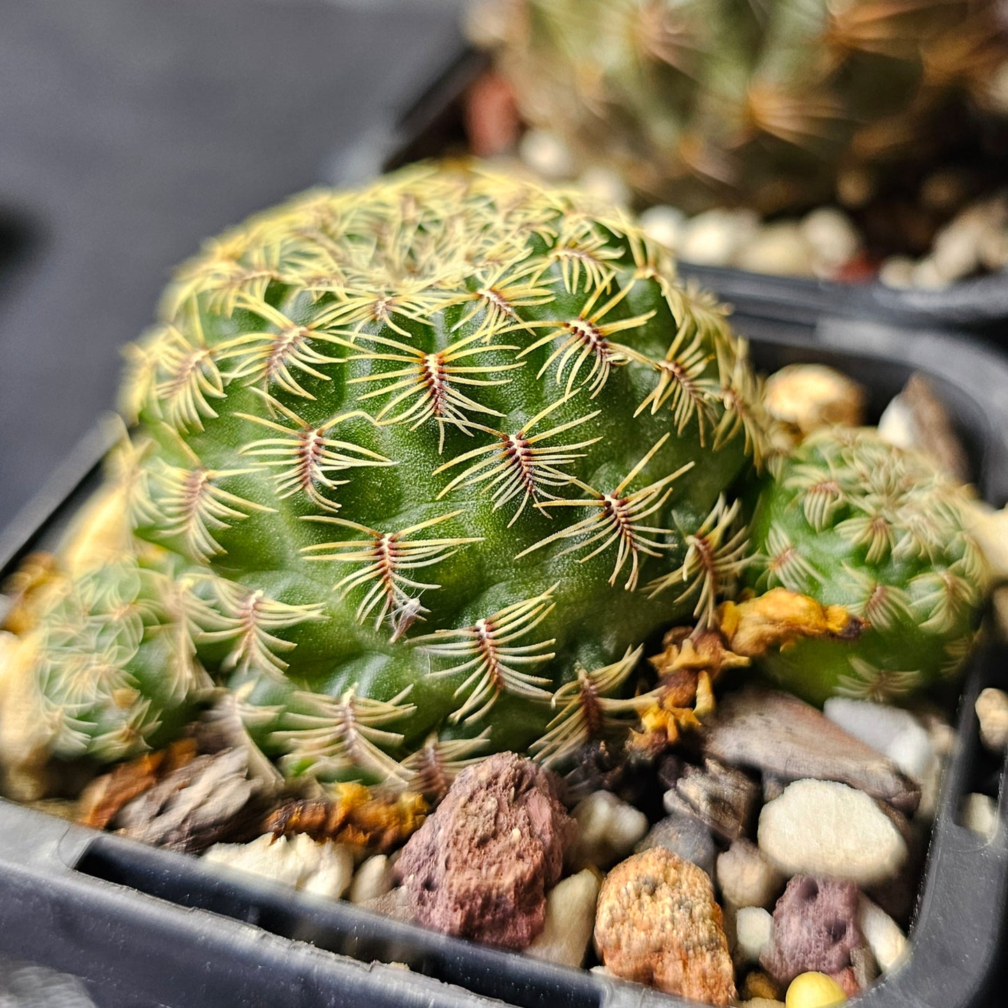 Cactus bundle - 4 plants (Sulcorebutia)
