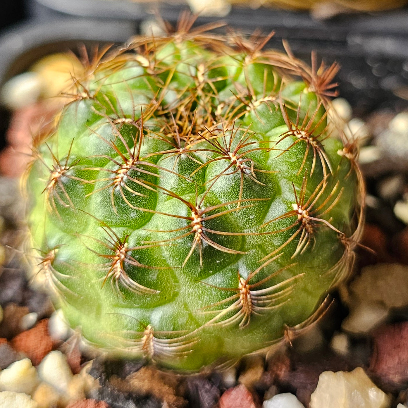 Cactus bundle - 4 plants (Sulcorebutia)