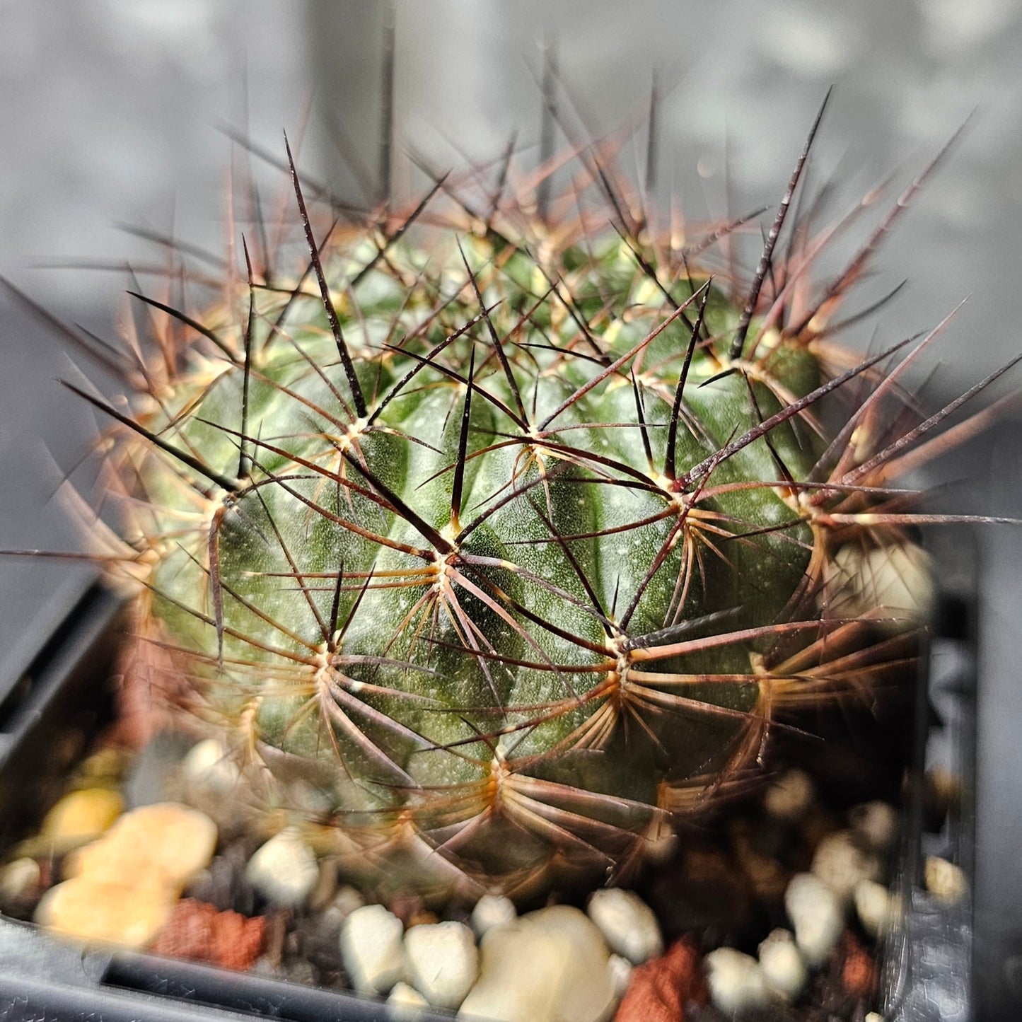 Cactus bundle - 4 plants (Sulcorebutia)