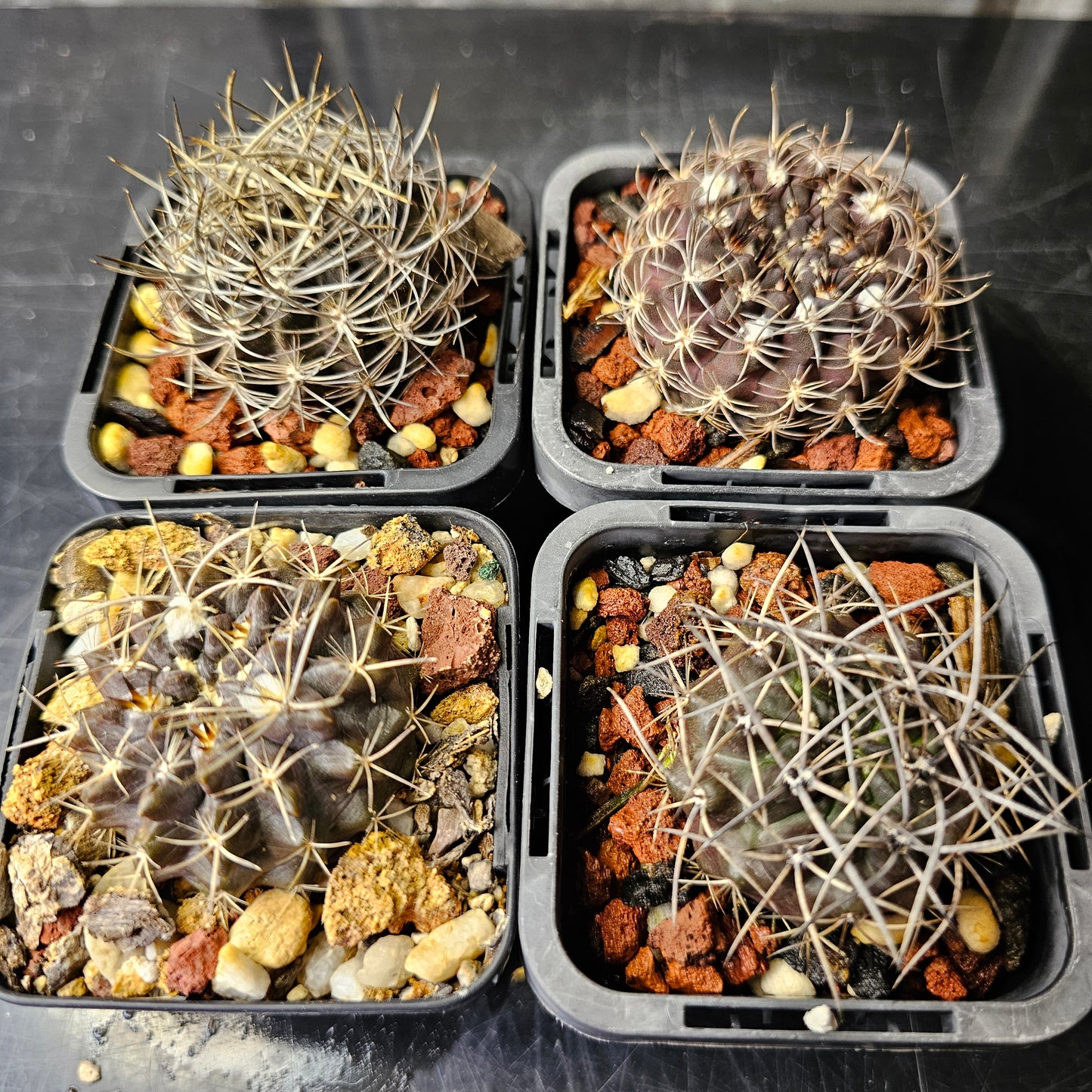 Cactus bundle - 4 plants (Eriosyce Dark Body)