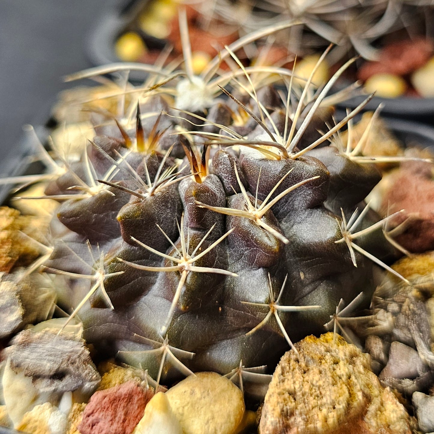 Cactus bundle - 4 plants (Eriosyce Dark Body)