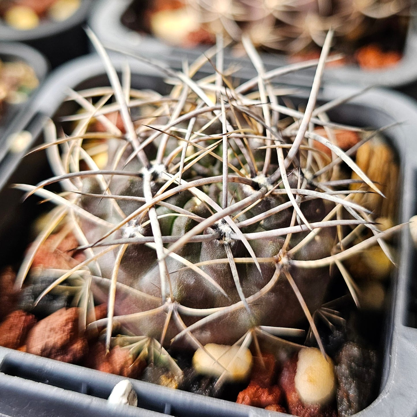 Cactus bundle - 4 plants (Eriosyce Dark Body)