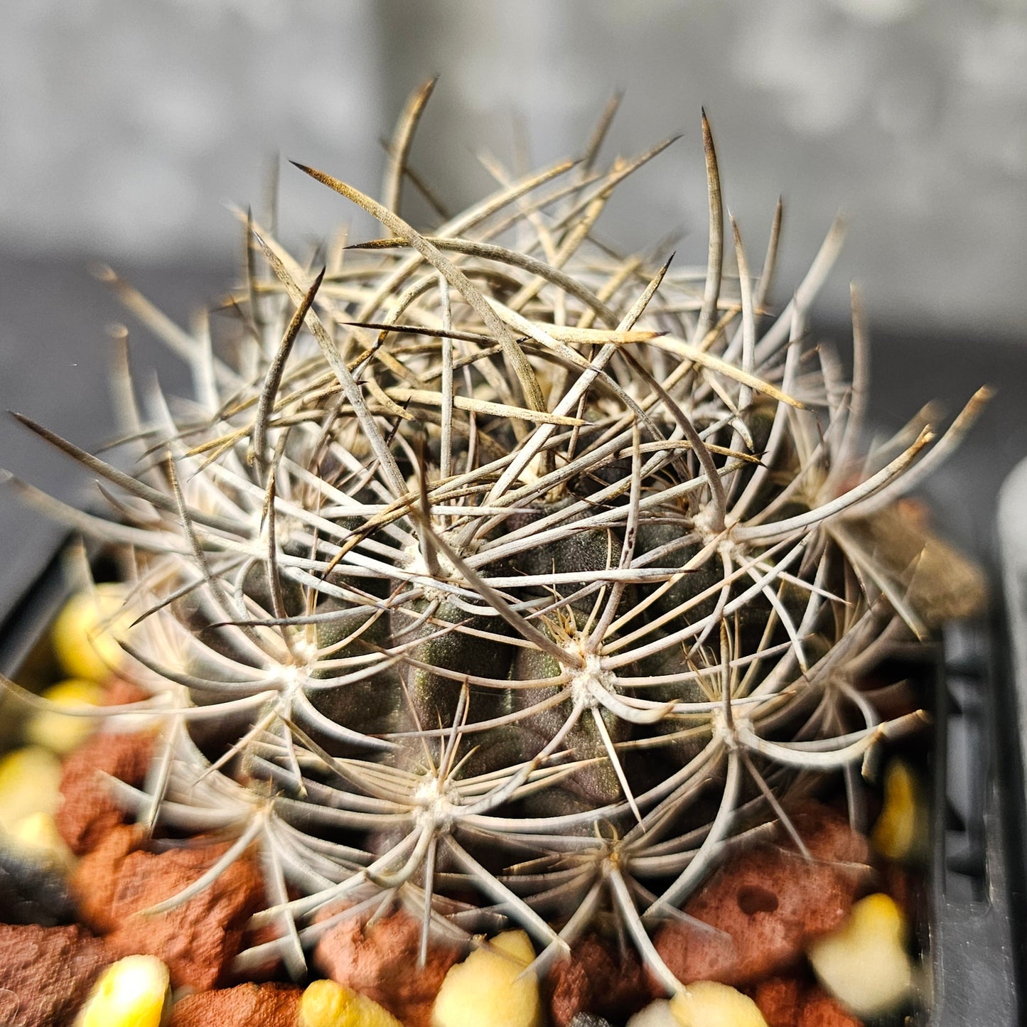 Cactus bundle - 4 plants (Eriosyce Dark Body)