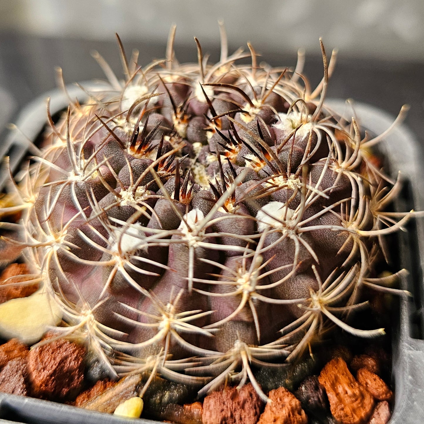 Cactus bundle - 4 plants (Eriosyce Dark Body)