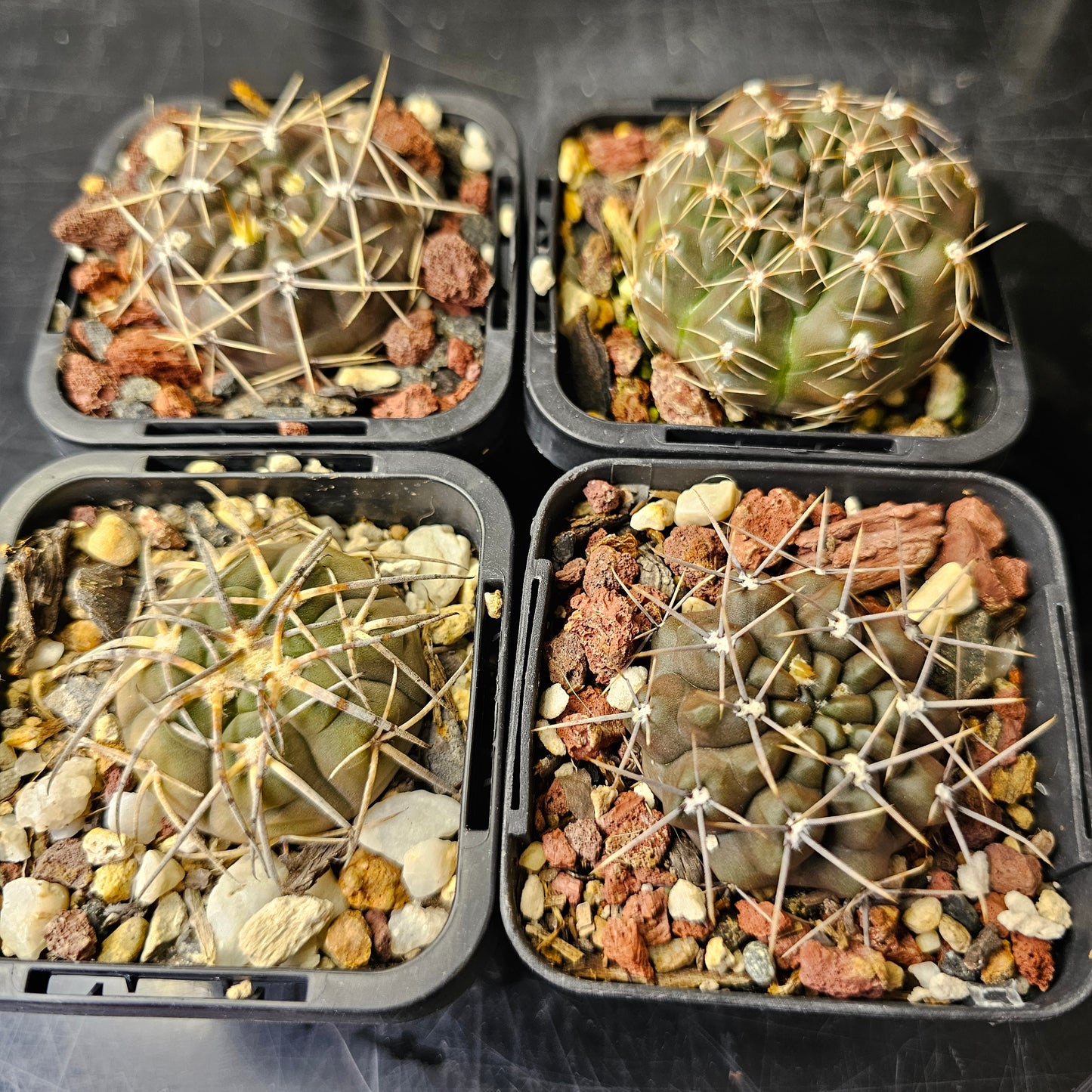 Cactus bundle - 4 plants (Gymnocalycium Mixed)