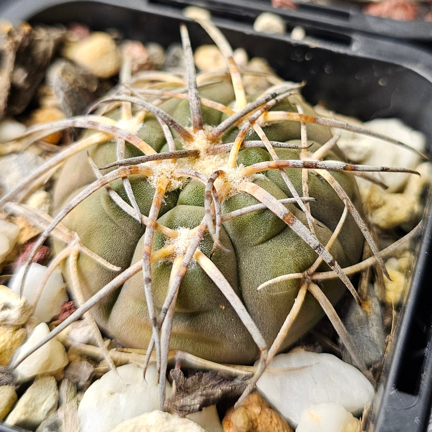 Cactus bundle - 4 plants (Gymnocalycium Mixed)