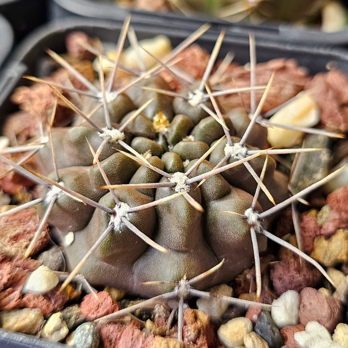 Cactus bundle - 4 plants (Gymnocalycium Mixed)