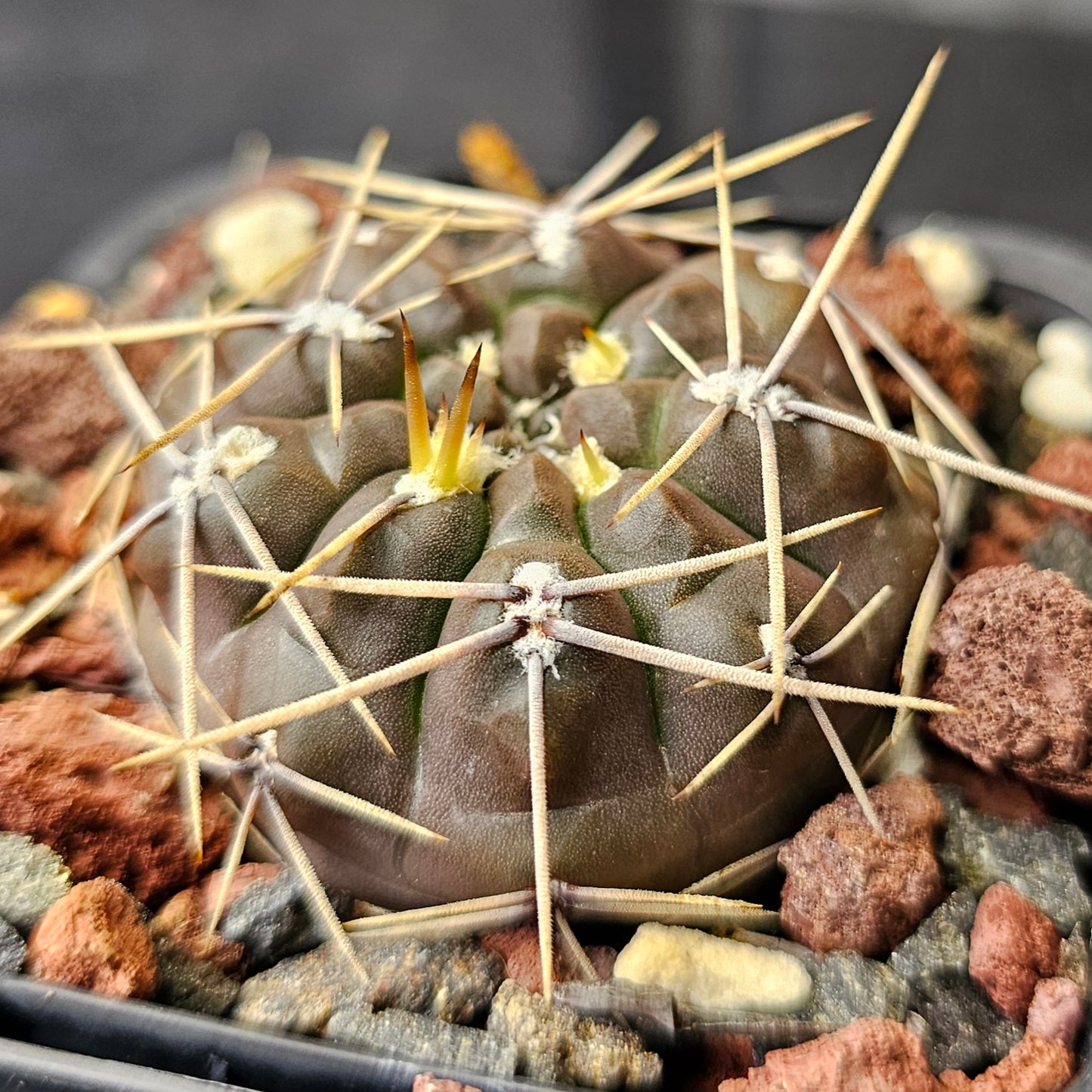 Cactus bundle - 4 plants (Gymnocalycium Mixed)
