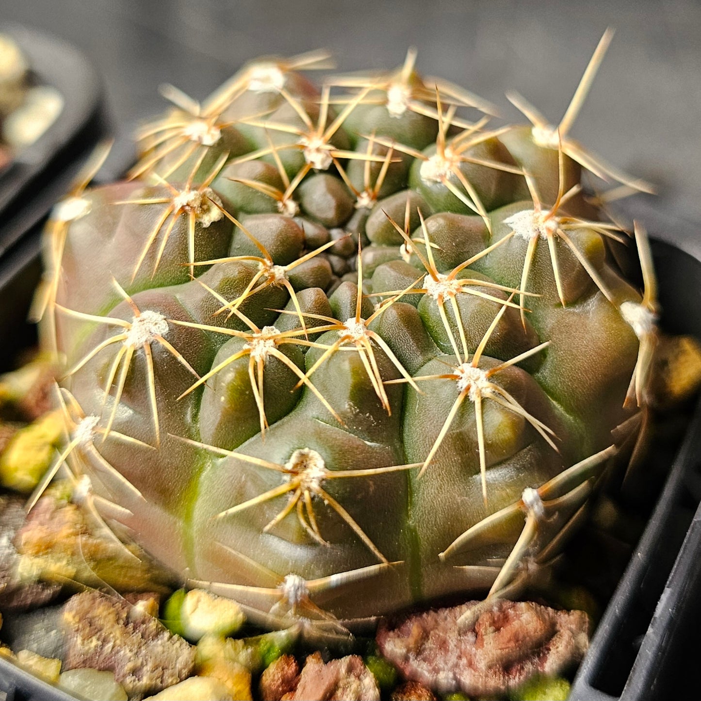 Cactus bundle - 4 plants (Gymnocalycium Mixed)