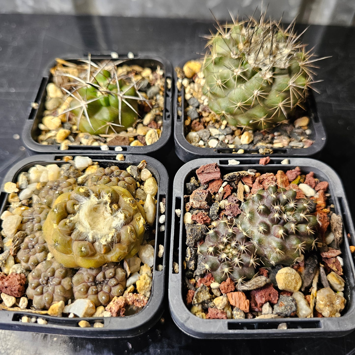 Cactus bundle - 4 plants (Copiapoa)