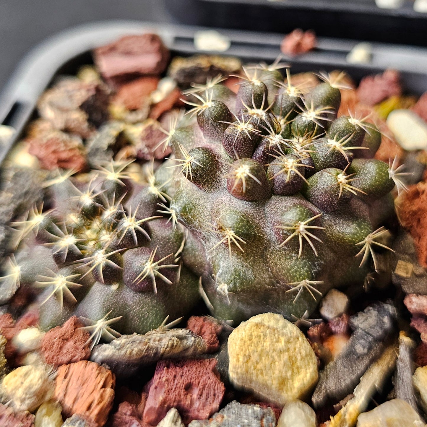 Cactus bundle - 4 plants (Copiapoa)